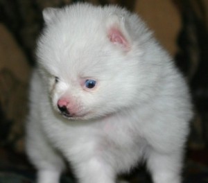 Pomeranian puppies looking For new homes NOW!!!!!