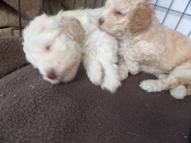 Lovely Cockapoo Pups Farther Dna Health Tested