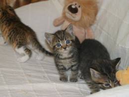 LOVING bengall kittens for sale