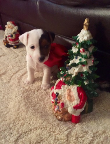 Malembe Jackrussell Girl Puppy′s Looking For A Home