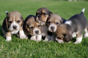 Akc Champion Beagle puppies for adoption