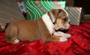  Gorgeous Female English Bulldog Puppy Available for adoption