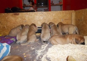 maltiff puppies for adoption