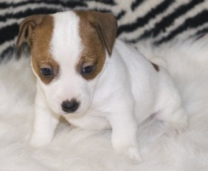 jack russel puppies for adoption