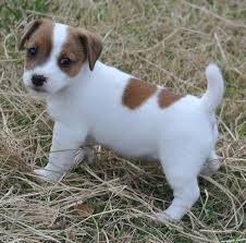 Adorable Little Jack Russell Puppies