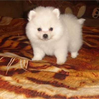 Craft - Beautiful Pomeranian Puppy