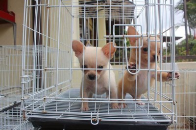 Chihuahua puppies ready for their new home