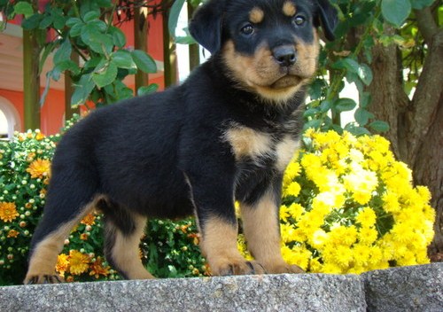 Beautiful Male and Female Rottweiler Puppies for free home adoption