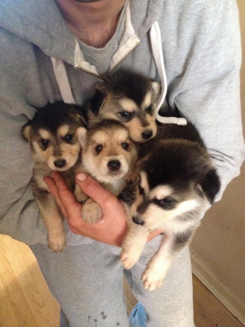 8 Gorgeous Malamute Puppies For Sale