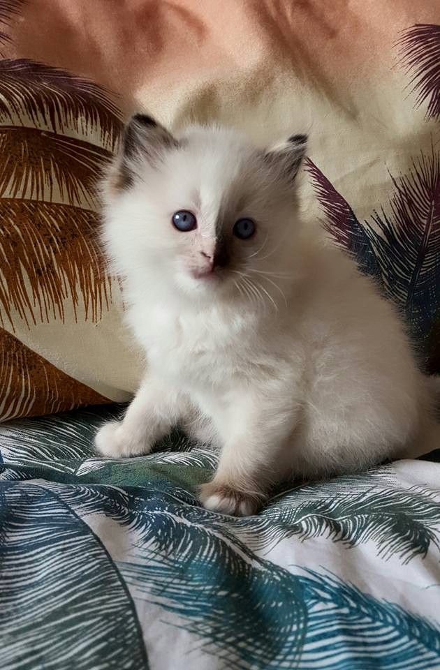Purebred Blue and Seal Point Ragdoll Kittens 