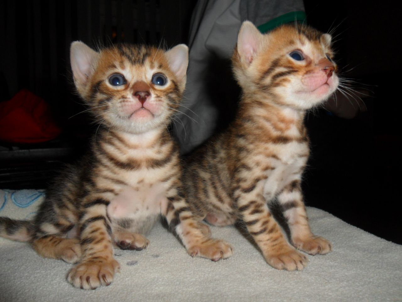  Adorable Bengal kittens 