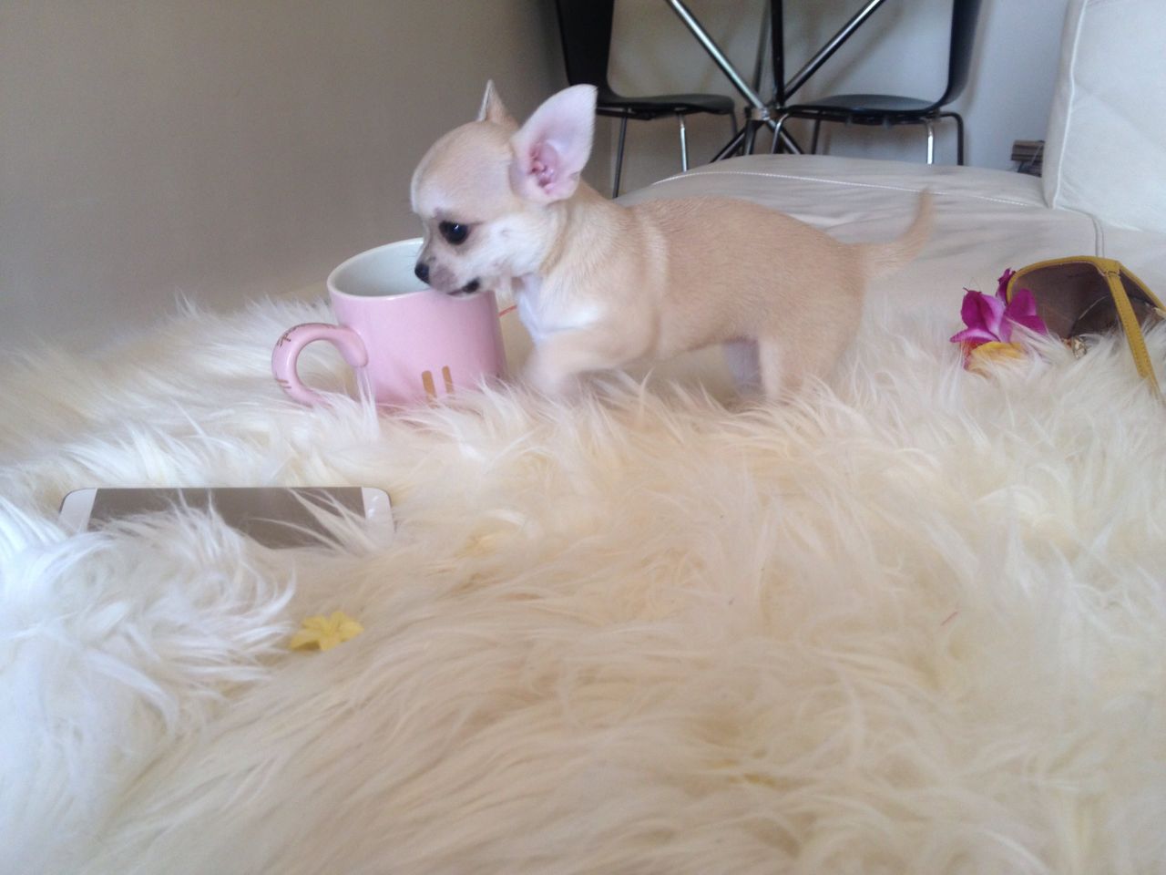 Gorgeous Tiny Teacup Kc Chihuahua Puppies