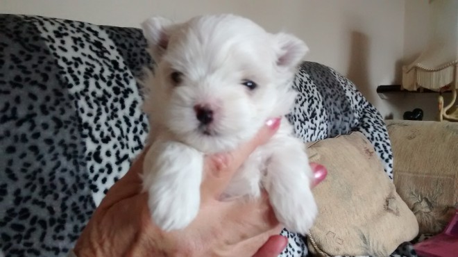 soooo cute maltese puppy for you