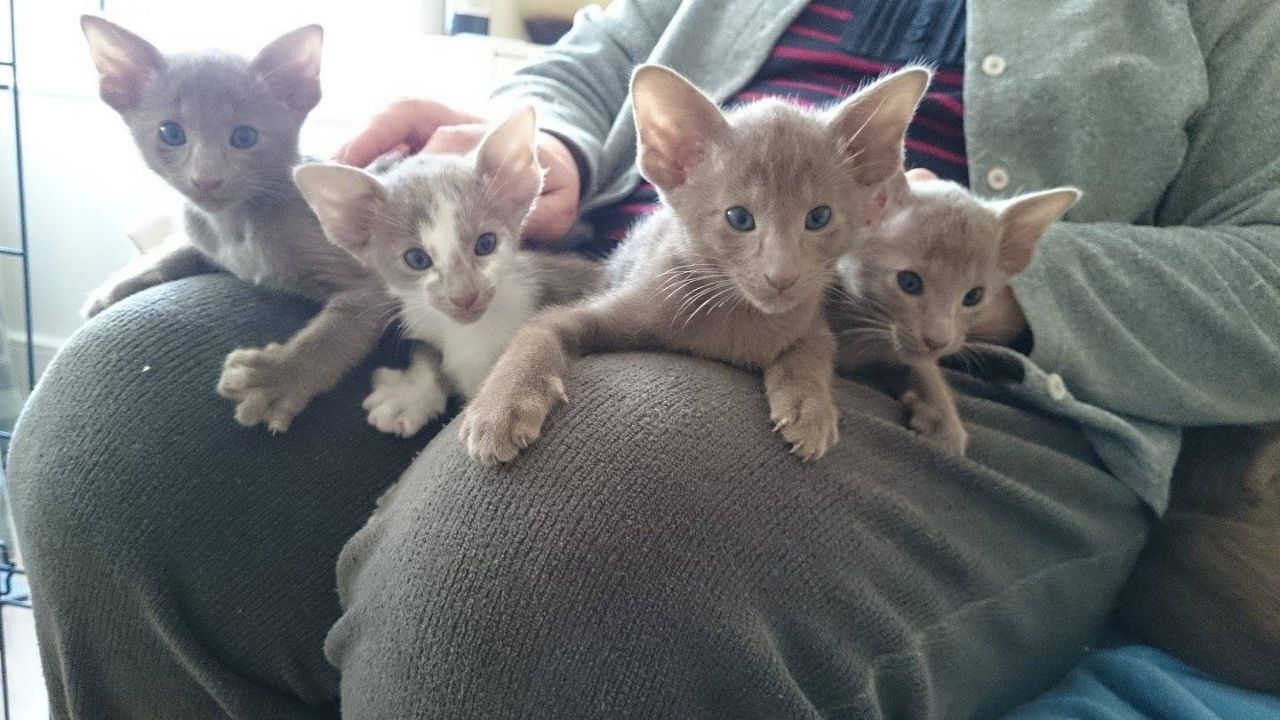 4 Pedigree, Gccf Registered Oriental Kittens