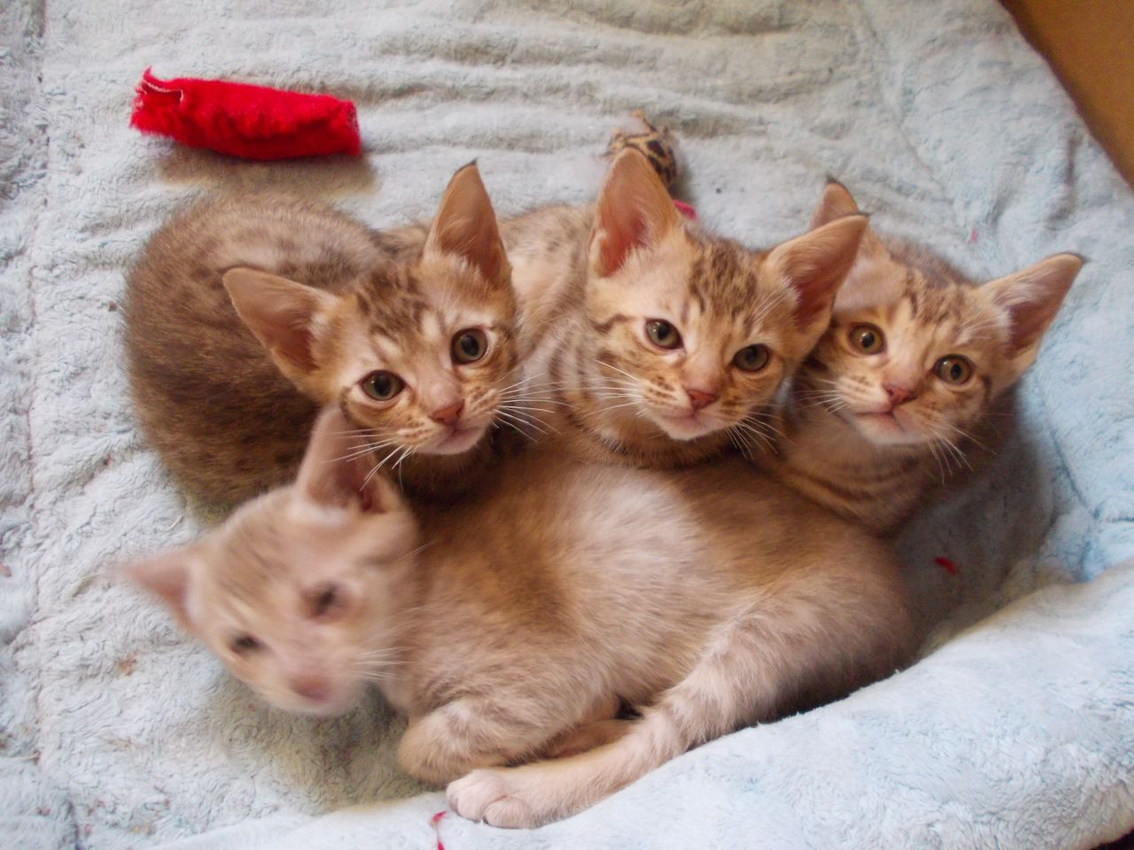 Adorable Ocicat Kittens