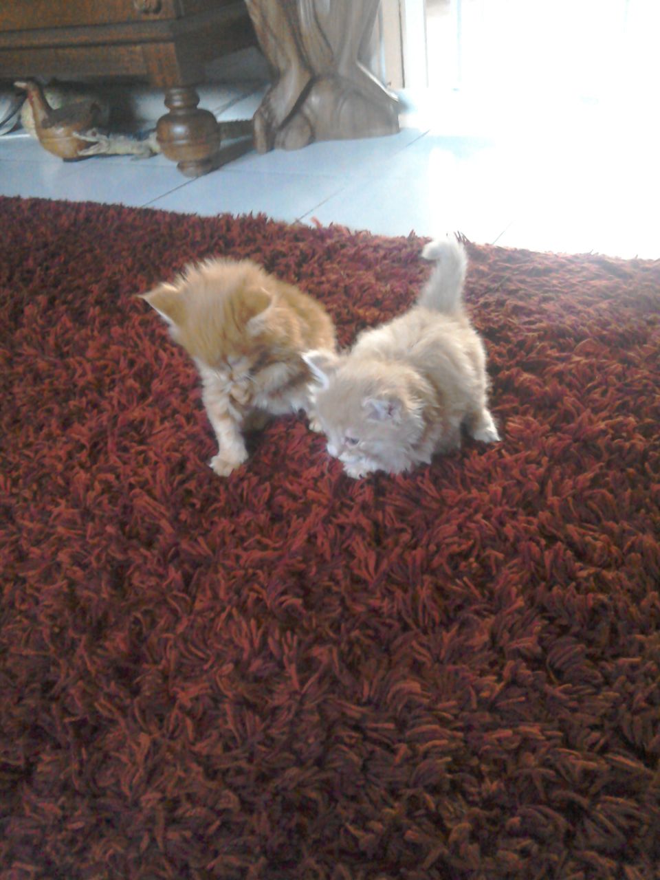 2 Beautiful Mainecoon Kittens For Sale