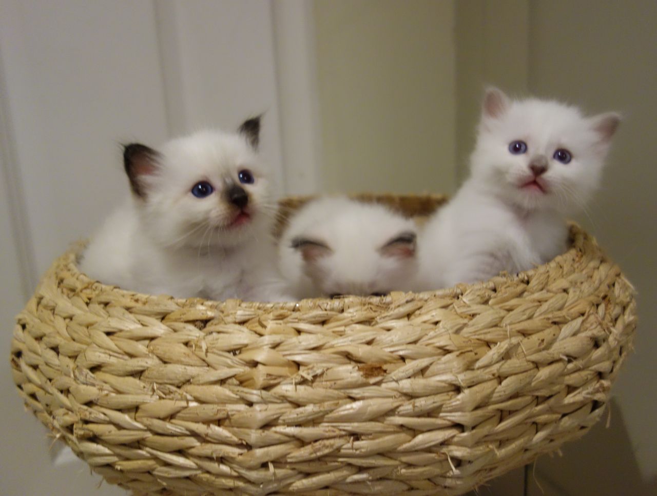 Beautiful Pedigree Birman Kittens