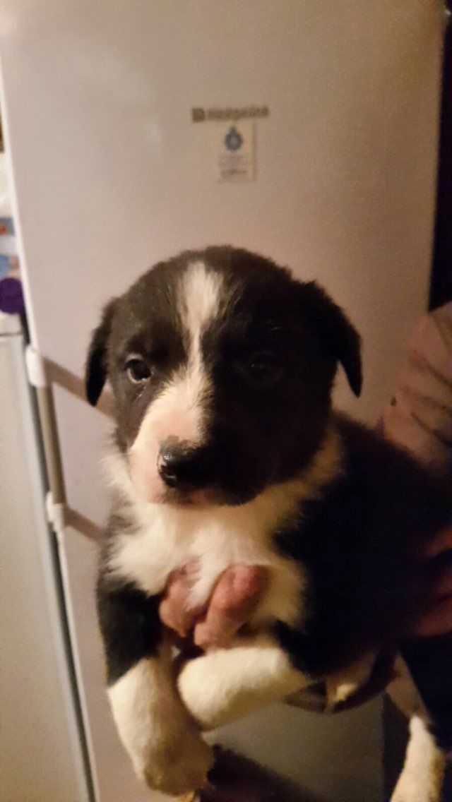 Beautiful Border Collie Pups Forsale