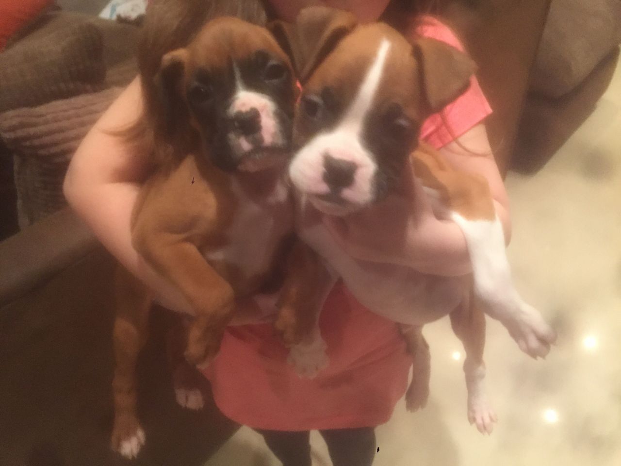 Boxer puppys for sale.