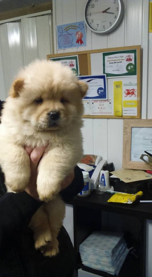 K.c Registered Chow Chow Babies