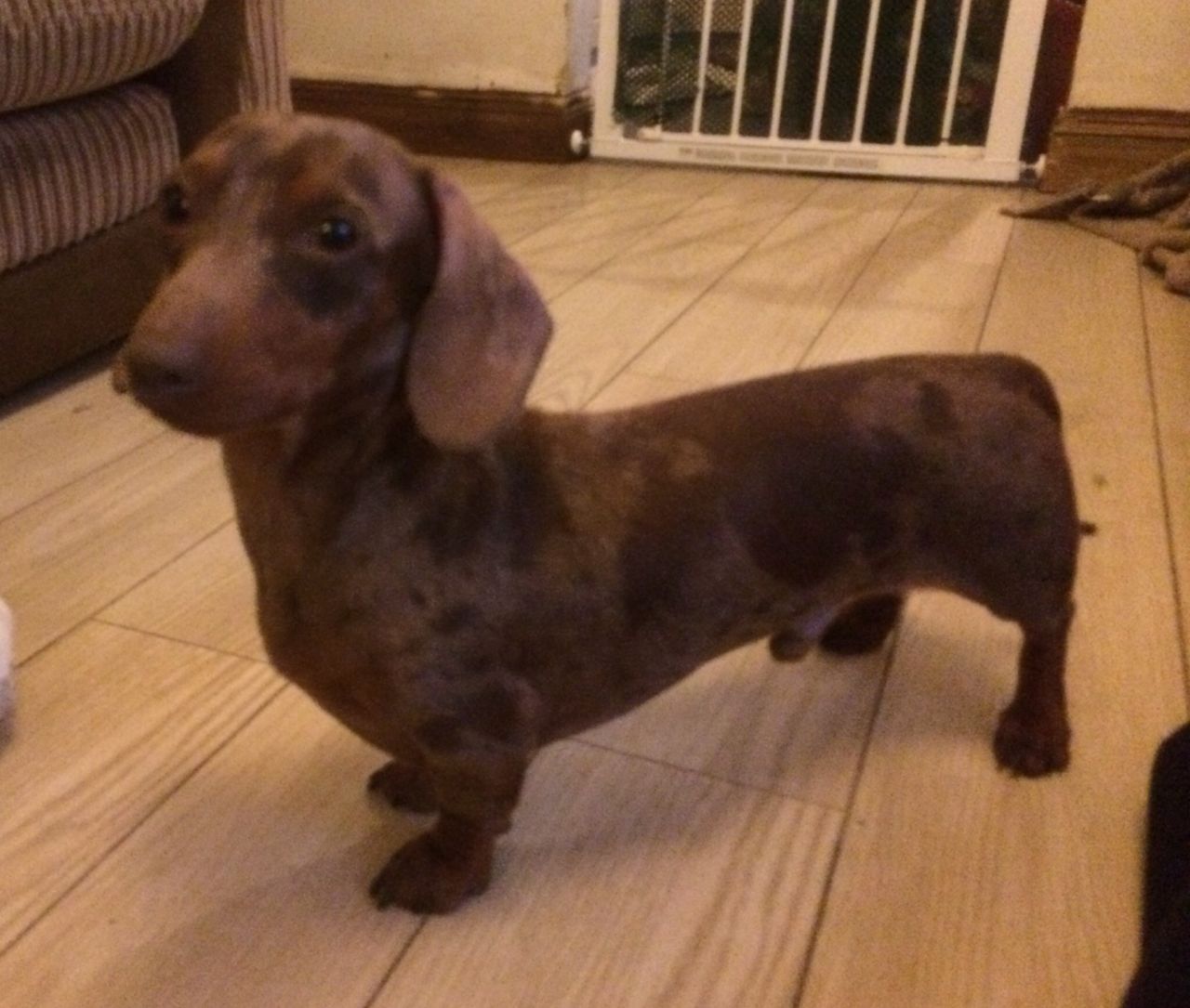 **** For Sale Dachshund Puppies ****