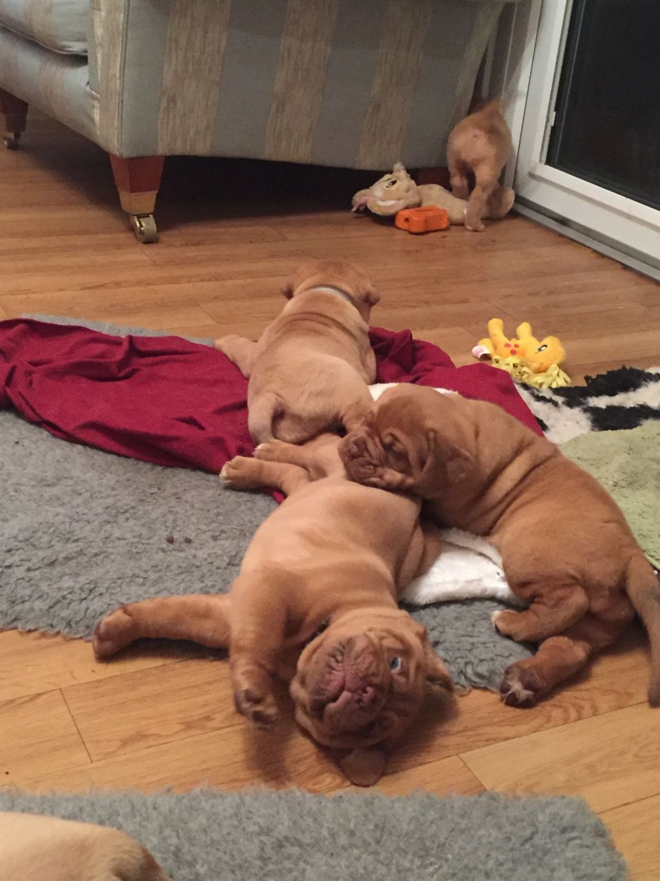 Stunning Chunky Dogue De Bordeaux Puppies