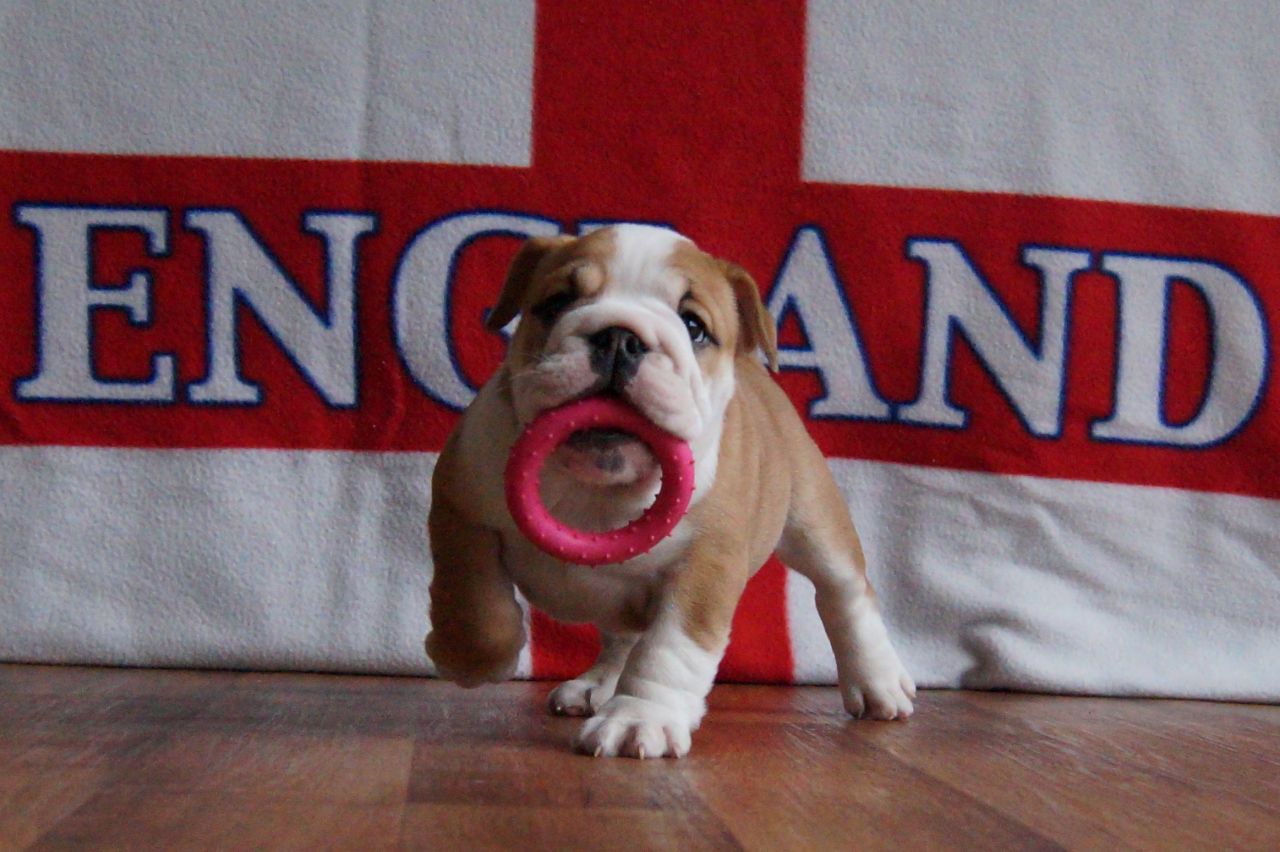 Stunning English Bulldog Puppies
