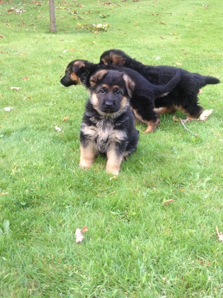 Gorgeous German Shepherd Puppies For Sale