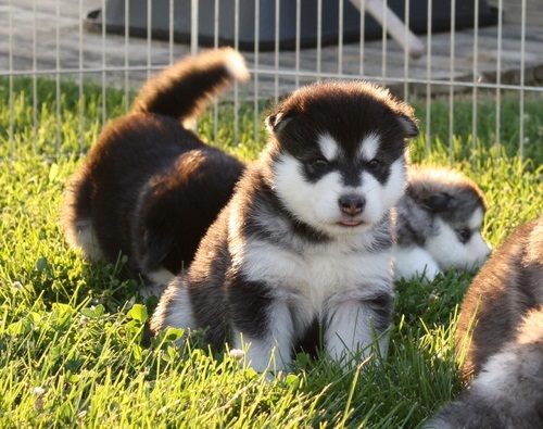 Top Stars  and Bulky Alaskan Malamute puppies need home
