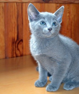  Russian blue Kittens available