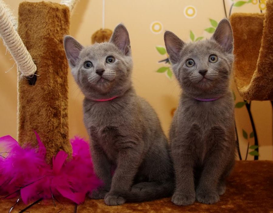 Lovely  Russian Blue Kitten Available today