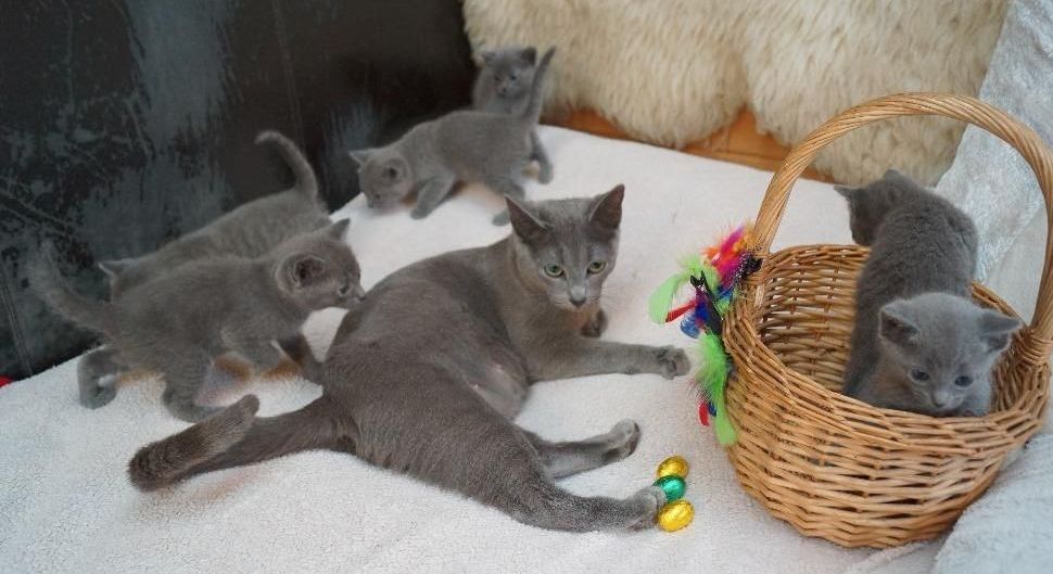  M/F Russian Blue Kitten Available today