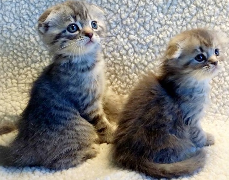 Scottish fold Kittens for sale