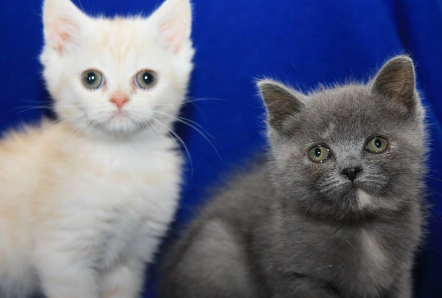 Lovely Scottish fold Kittens for sale
