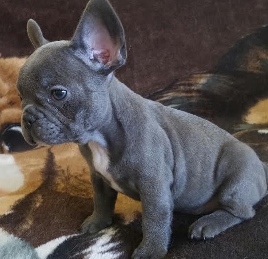 Blue French Bull dog puppies available