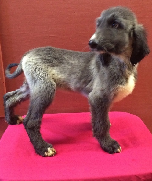 Afghan hound puppies ready now