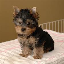 Yorkshire Terrier Puppies Ready now for a new home