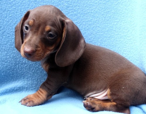 Dachshund young Puppies for sale