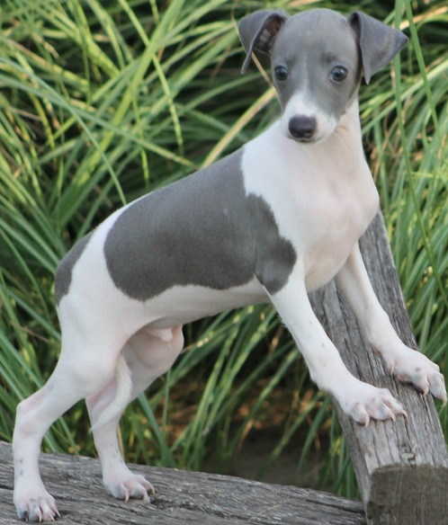 Adorable Italian Greyhound Puppies Available for sale