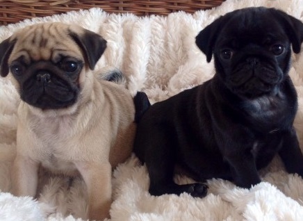 Pug Puppies For sale