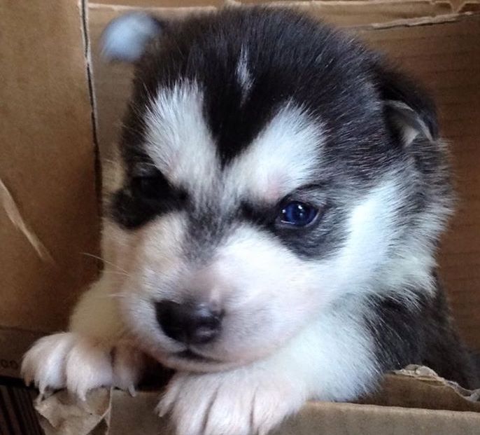 adorable and lovely siberian husky pup for adoption
