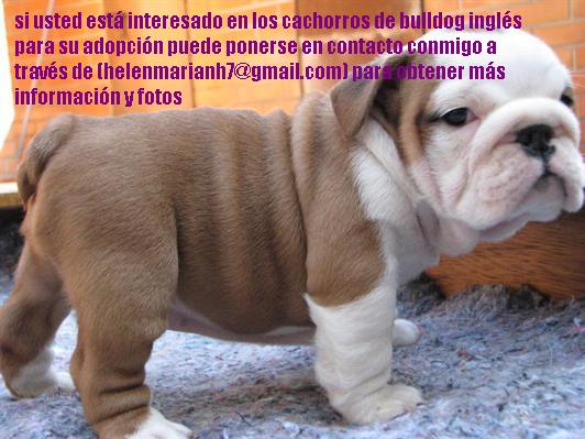 i am  very proud to offer 3 english bulldog puppies for adoption