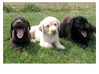  Labrador puppies For Adoption