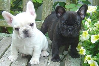 French Bulldogs for Re-homing   