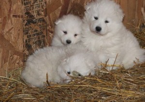samoye puppies for adoption
