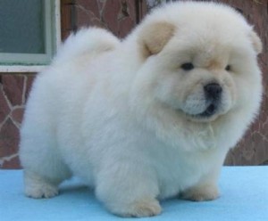 Lovely Chow Chow Puppies