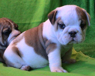 Gift male and female English Bulldog puppies...