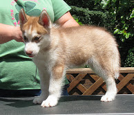 Siberian Husky Puppies Available for Sale All Puppies Purchase Will Be Delivered Next Day