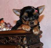  Two Yorkie Puppies Available