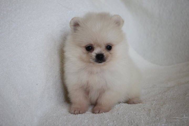 	Puppies Pomeranian for sale